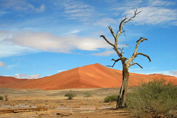 Naklejka premium Sanddüne in der Namibwüste.Namibia