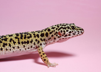 gecko