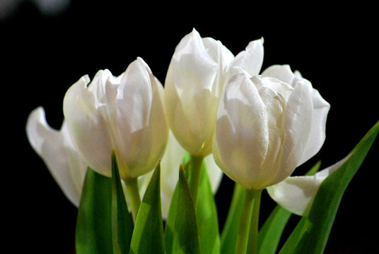 Fleurs