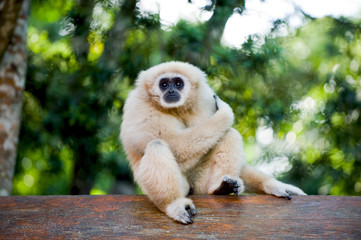 Affe