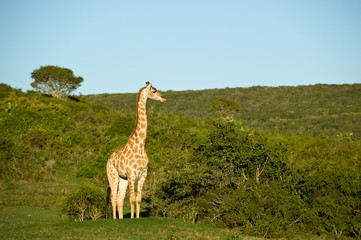 Giraffe