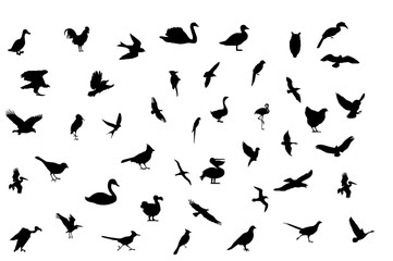 Obraz na płótnie Canvas oiseaux