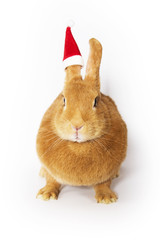 Rabbit wearing santa hat