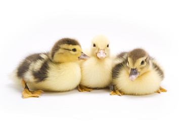 Ducklings