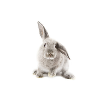 Rabbit