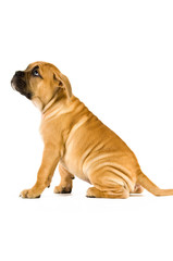 Bull Mastiff puppy isolated on a white background