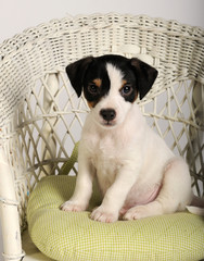 Jack Russel Terrier Puppy