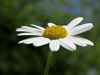 Leucanthemum vulgare, Margerite