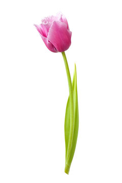 Beautiful lilac tulip on a white background