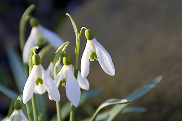 Schneegl&ouml;ckchen