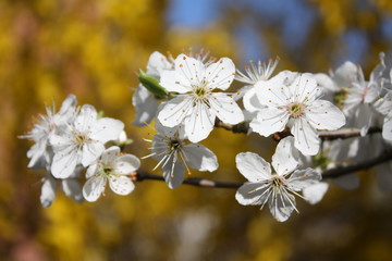 Plum blossoms