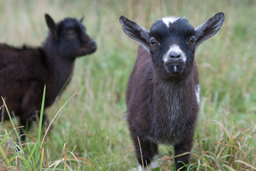 Ziegennachwuchs