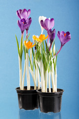 Rich spring flowers background