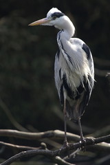 Graureiher (Ardea cinerea)