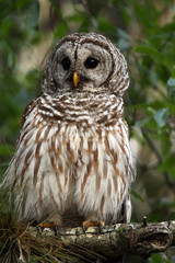 Barred Owl