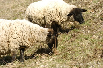 Naklejka premium mouton