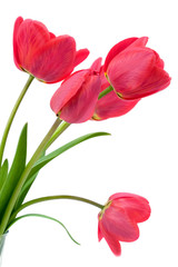 Red tulips