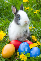 The small rabbit and colourful easter eggs in a grass