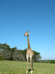 Giraffe