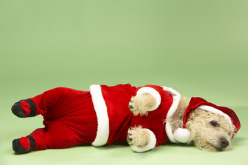 Small Dog In Santa Costume Lying Down