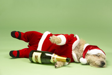 Small Dog In Santa Costume Lying Down With Champagne Bottle © Monkey Business