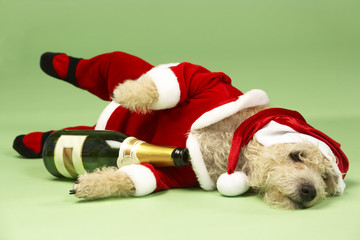 Small Dog In Santa Costume Lying Down With Champagne Bottle