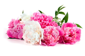 peony © Elena Blokhina