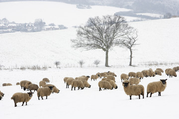 Fototapeta premium Sheep Standing In A Snow Filled Field