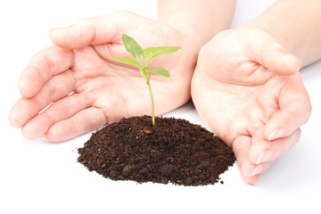 Transplant of a tree