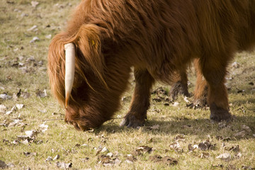 Schottisches Rind aus den Highlands