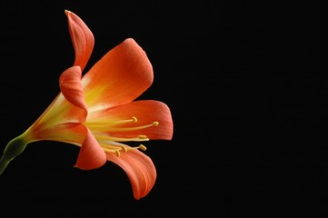 single clivia flower
