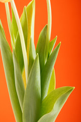 Rich spring flowers background