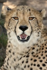 Cheetah Portrait