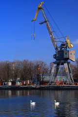 Crane and swans