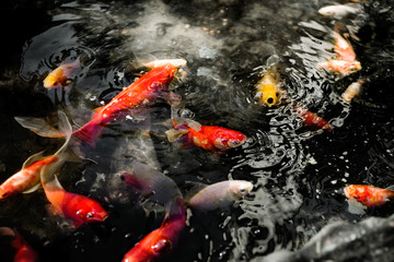 Obraz na płótnie Canvas Active colourful goldfish