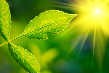 Fresh green leaf highlighted by sun. - obrazy, fototapety, plakaty