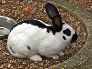 Hase