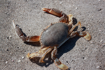 Crab