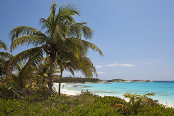 Palms and beach - Lighthouse Bay
