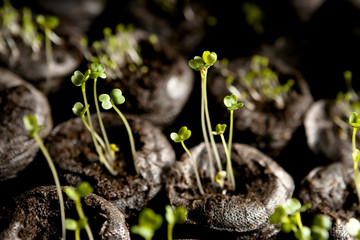 Arugula Sprouts
