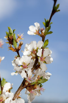 Nanking Cherry Blooms