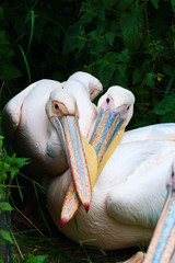 Two pelicans