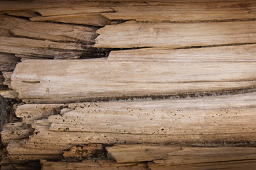 Close up texture wood in warm light