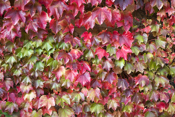 fence and an ivy
