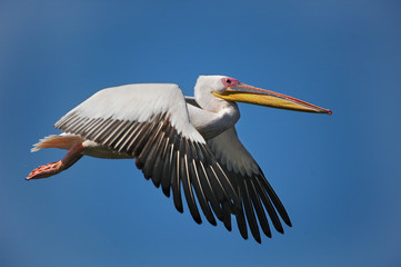 Great White Pelican in flight at Maagan Michael lake, Israel.