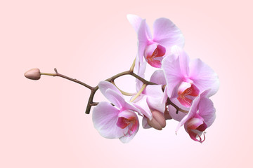 pink orchid flowers