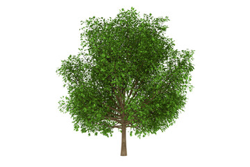 oak tree green isolated on the white background