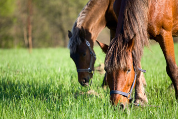 Horse pasture at summer