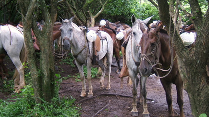 Chevaux en attente