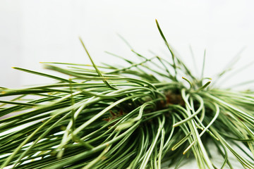 Pine-tree branch